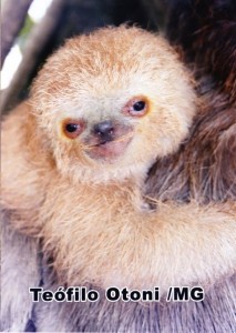 ナマケモノ子ども