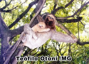 ナマケモノ親子